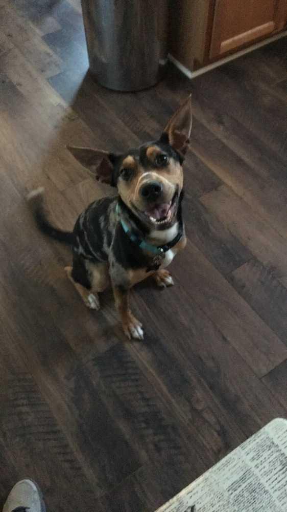 MJ, Adopted, Young Male Catahoula Leopard Dog & Australian Kelpie.