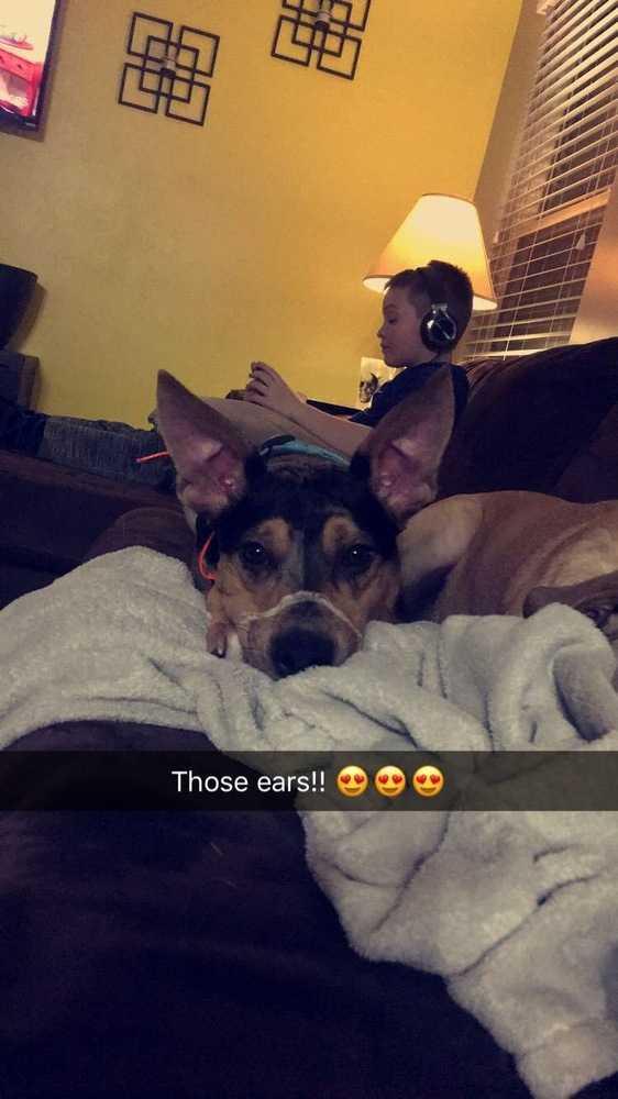 Enlarge MJ, a Adopted mixed breed in Warrenton, MO image 2/2