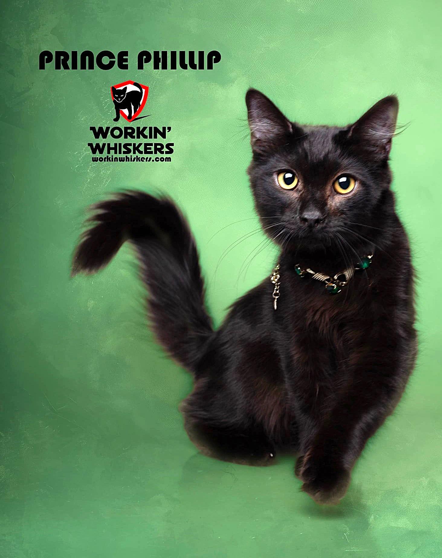 Enlarge PRINCE PHILLIP, an adopted mixed breed in HEMET, CA image 1/1