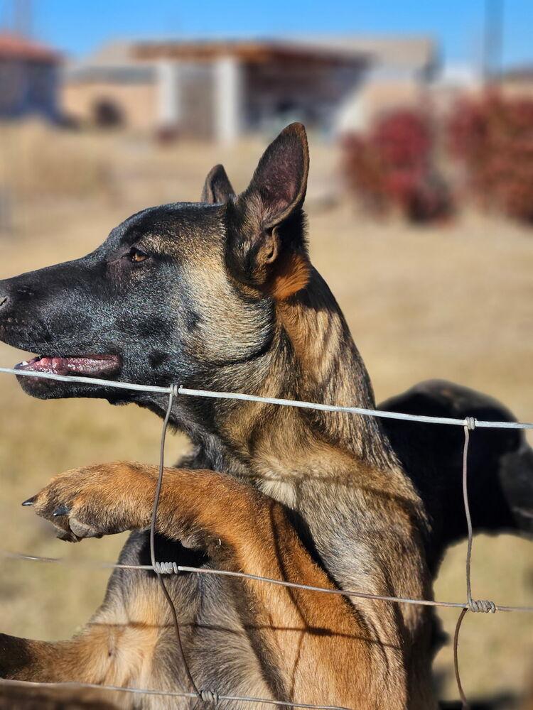 Bosque River Pups In thumbnail 6