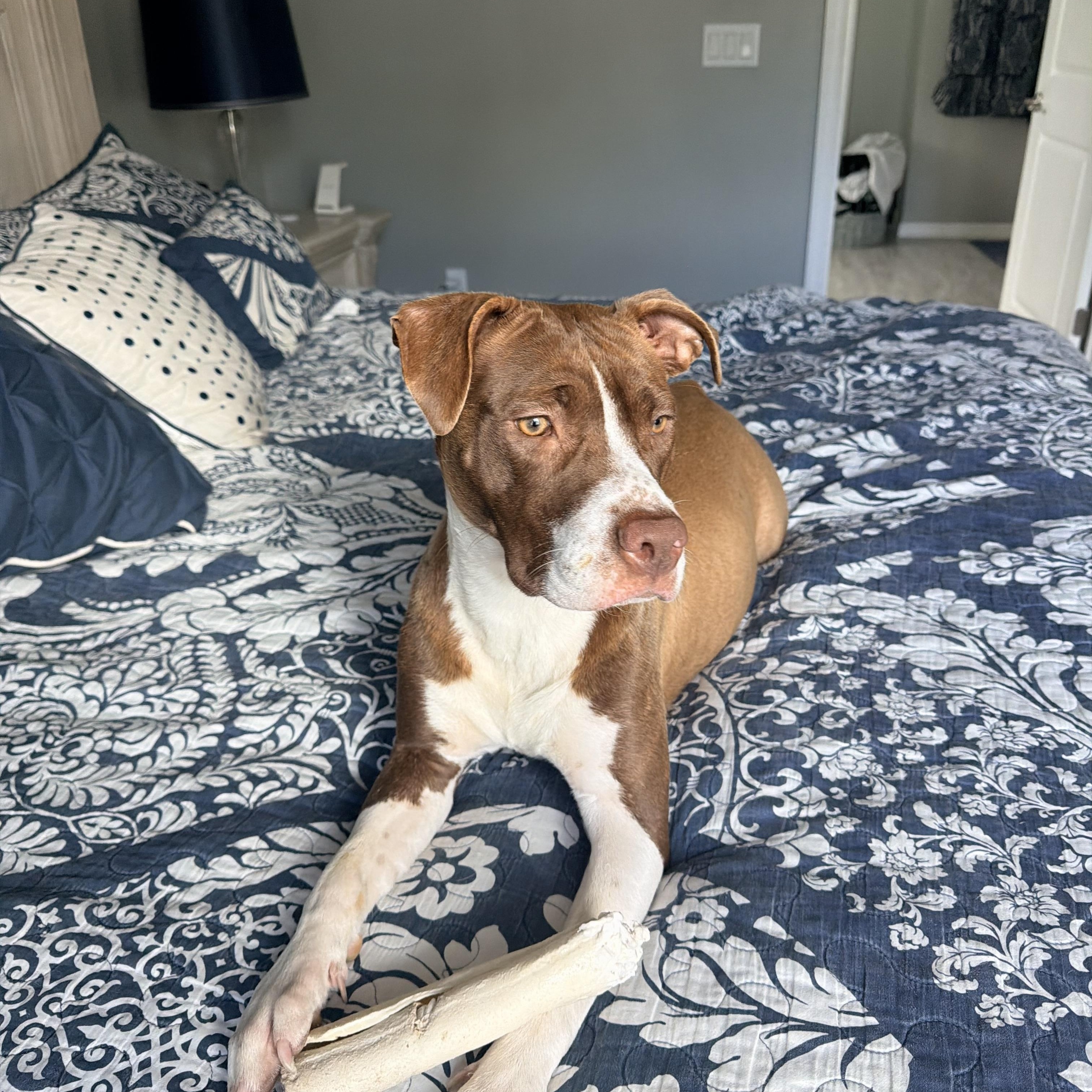 Annie, ADOPTABLE, Adult Female German Shorthaired Pointer & Pit Bull Terrier.