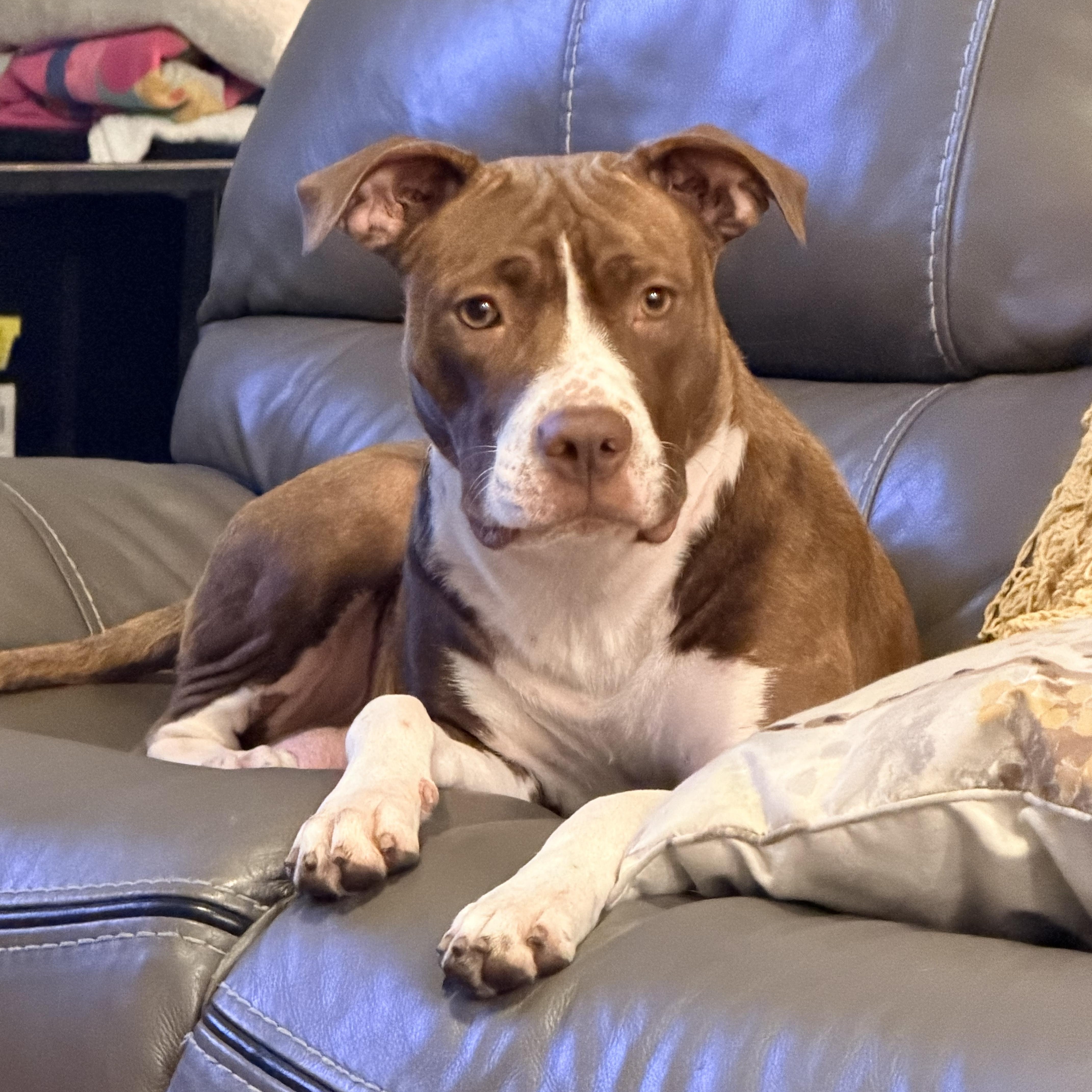 Annie, ADOPTABLE, Adult Female German Shorthaired Pointer & Pit Bull Terrier.