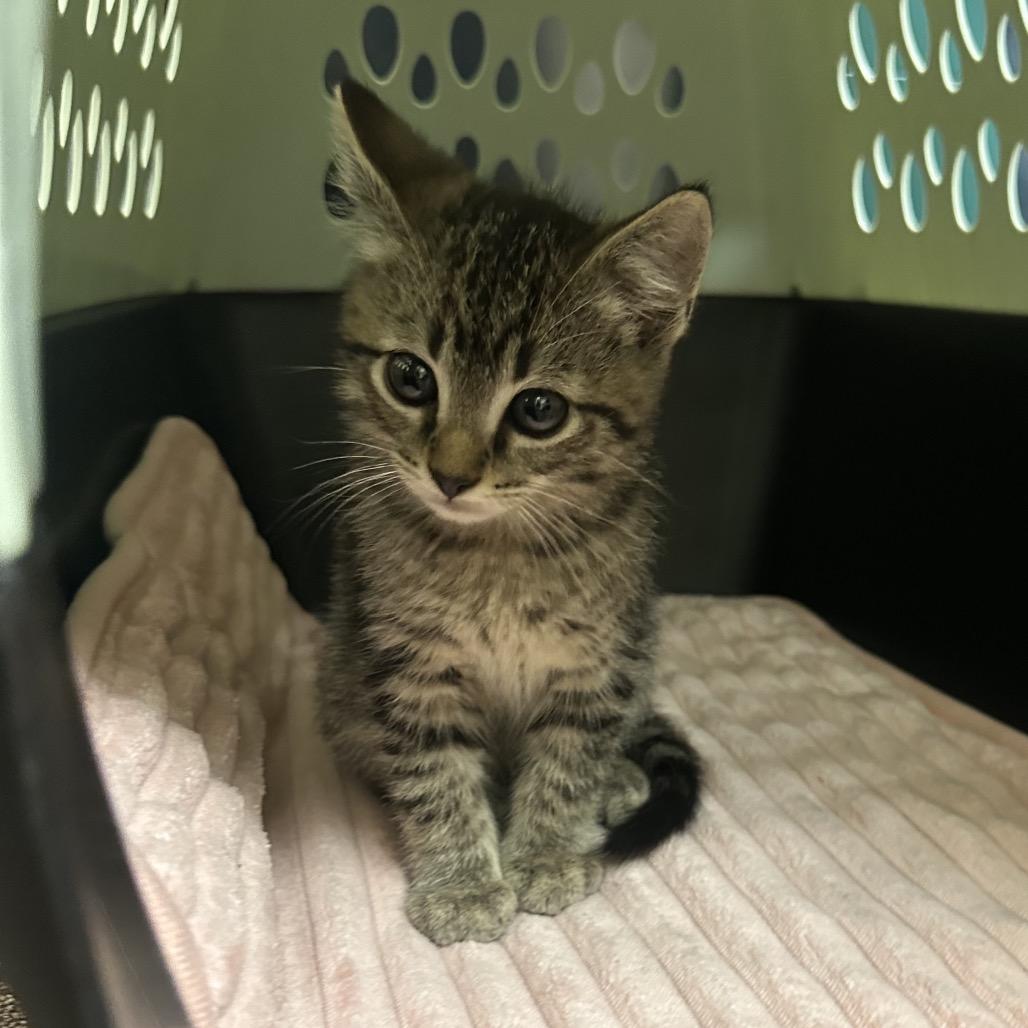 Enlarge Thumper F-21620, a Adoptable Domestic Short Hair in Oklahoma City, OK image 3/3