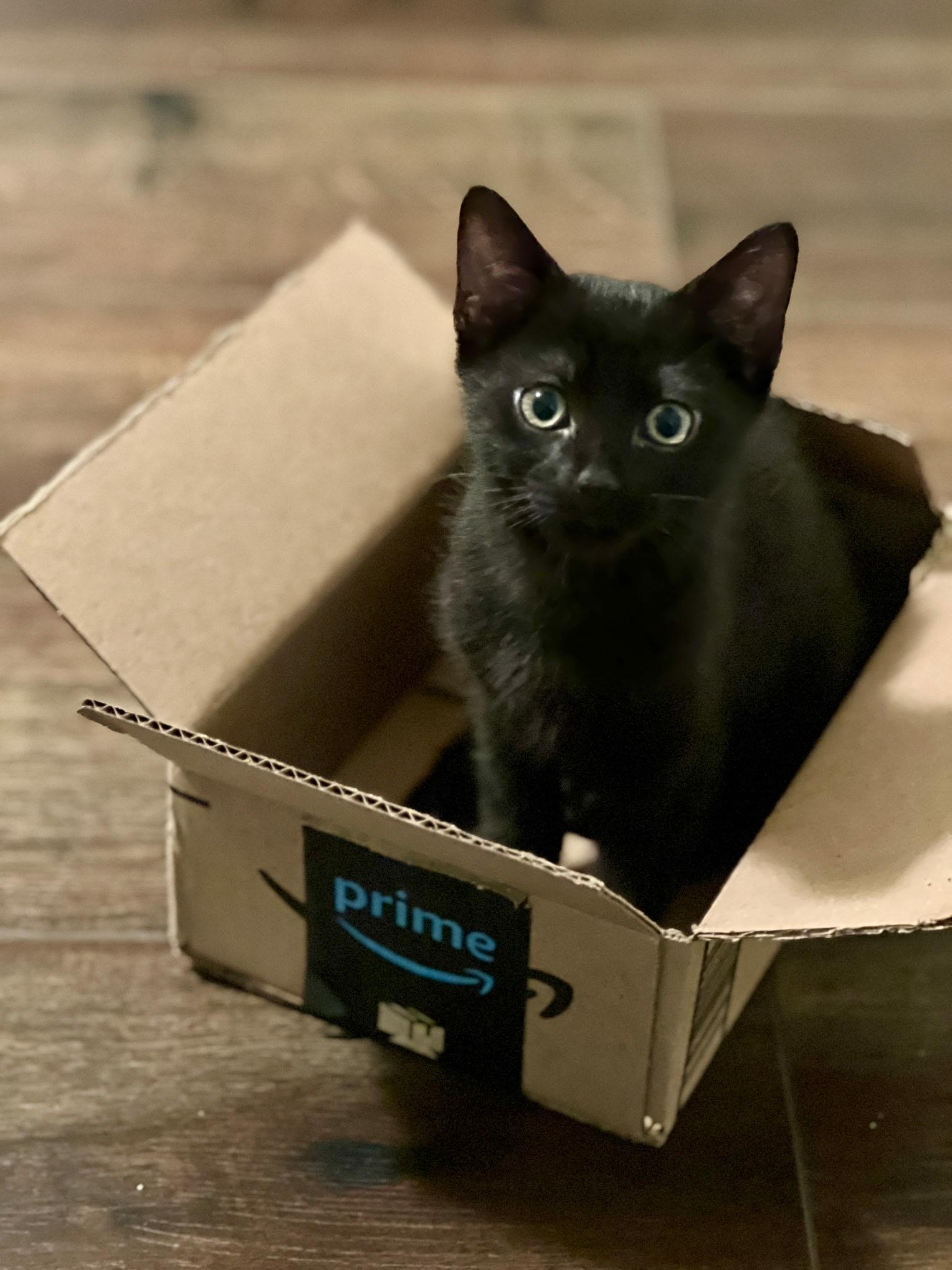 Enlarge Dumpling, a Adopted Domestic Short Hair in Bridgewater, NJ image 1/1