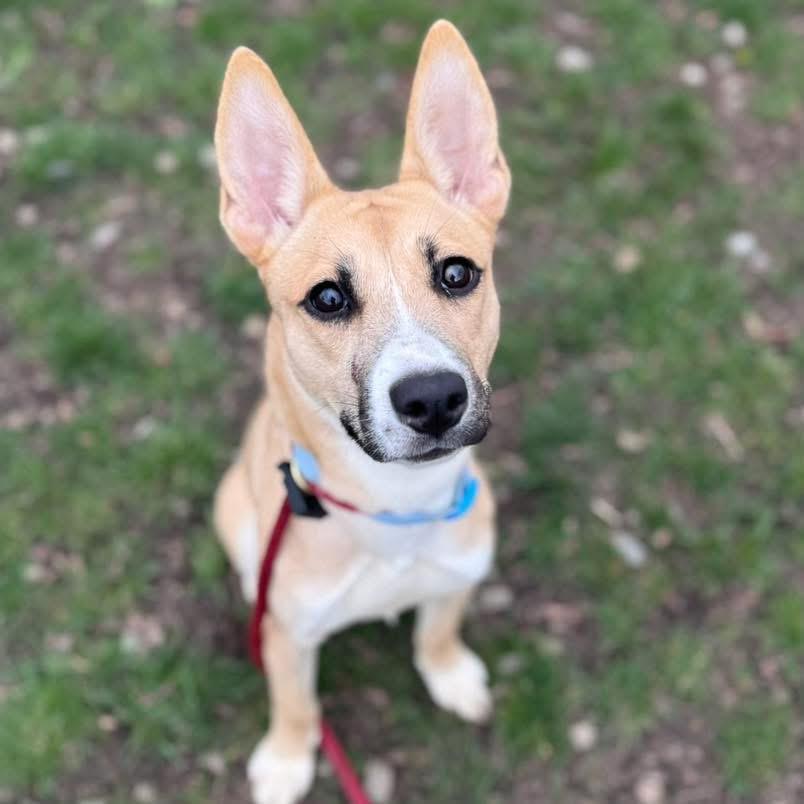 Enlarge Artemis, an adopted mixed breed in Buffalo, NY image 2/4
