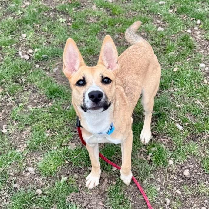 Artemis, adopted, Young Female Basenji.