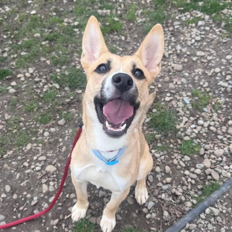 Enlarge Artemis, an adopted mixed breed in Buffalo, NY image 3/4
