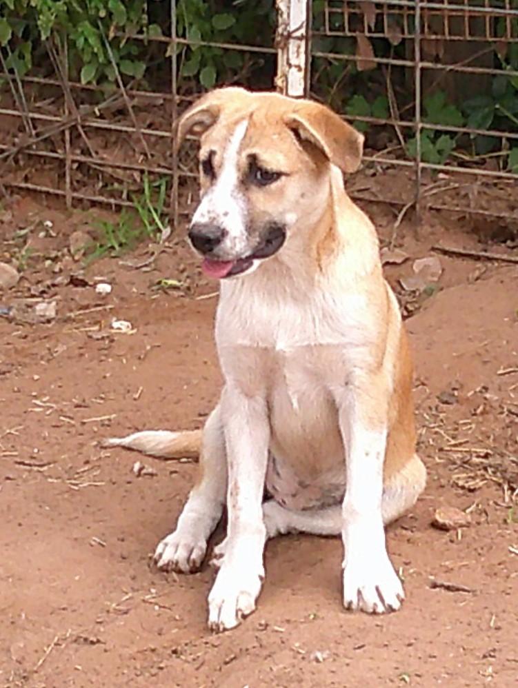 JERSEY, adopted, Puppy Female Border Collie.