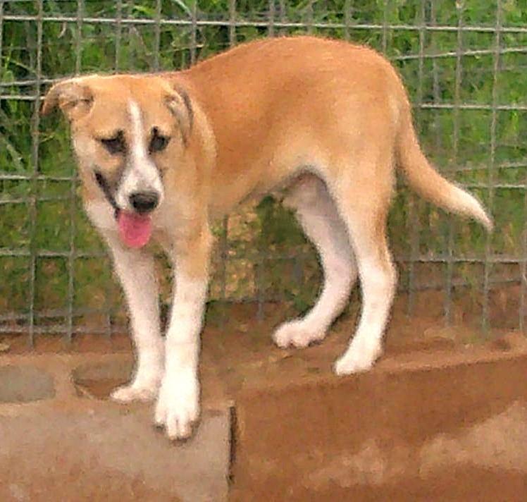 Enlarge JERSEY, an adopted mixed breed in San Antonio, TX image 2/4