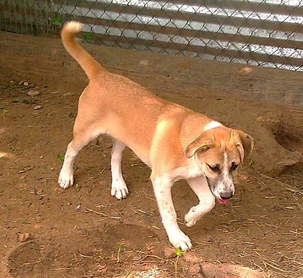 Enlarge JERSEY, an adopted mixed breed in San Antonio, TX image 3/4