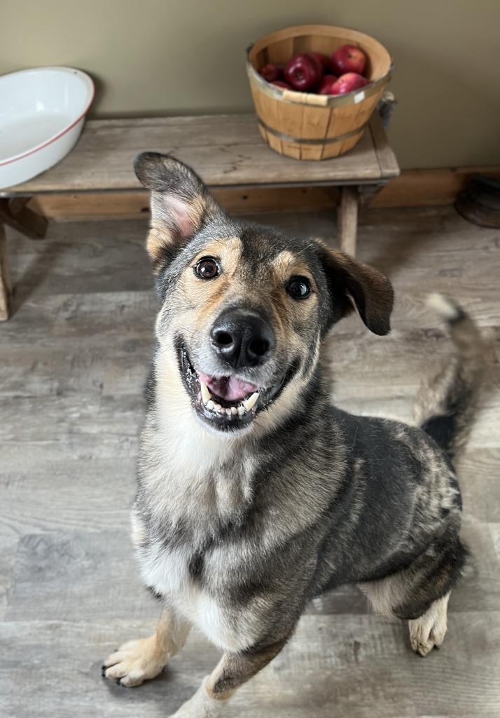 Enlarge Larry, a Adoptable mixed breed in Genoa, IL image 1/1