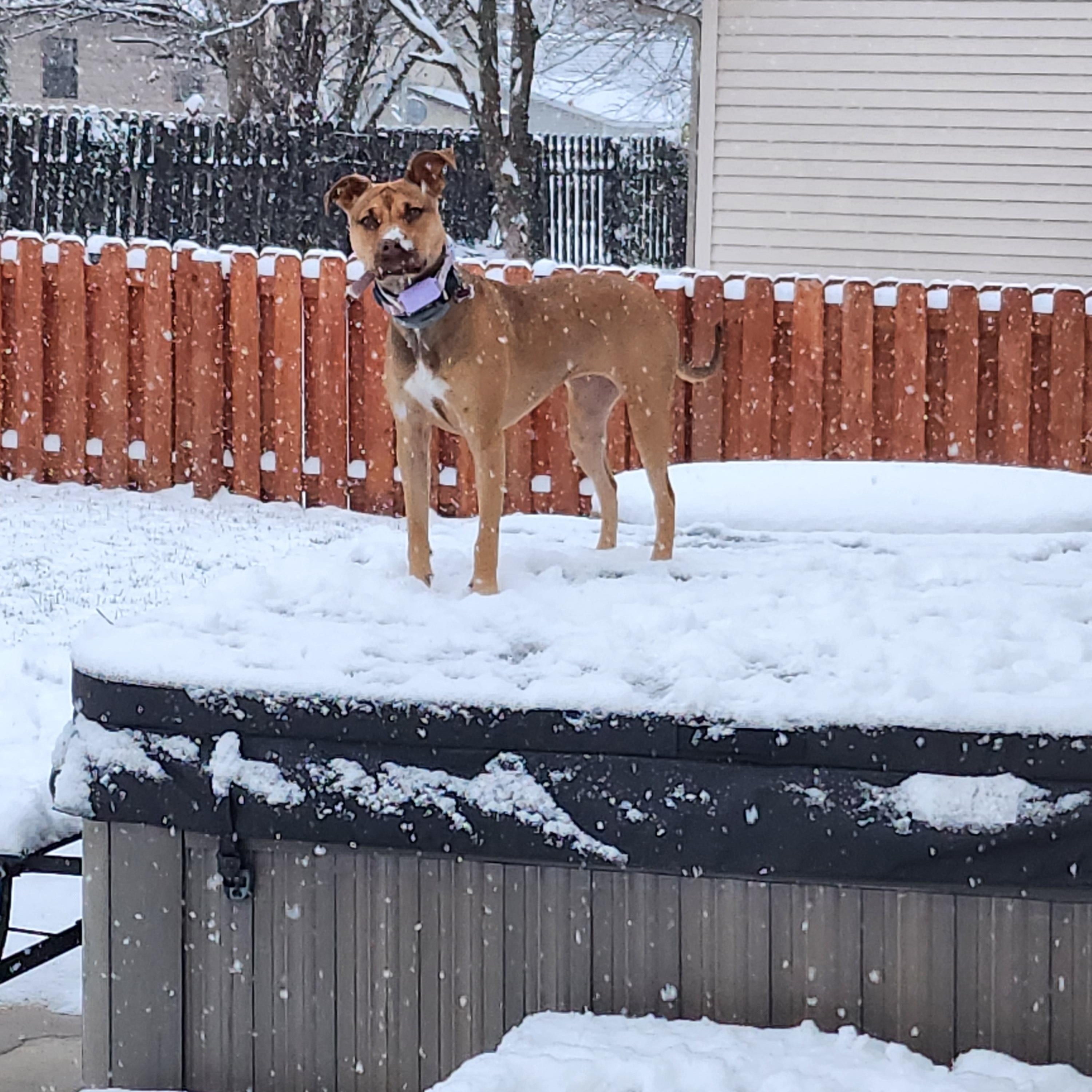 Enlarge Yasmin (Yazzy), a Adoptable mixed breed in O Fallon, IL image 3/5