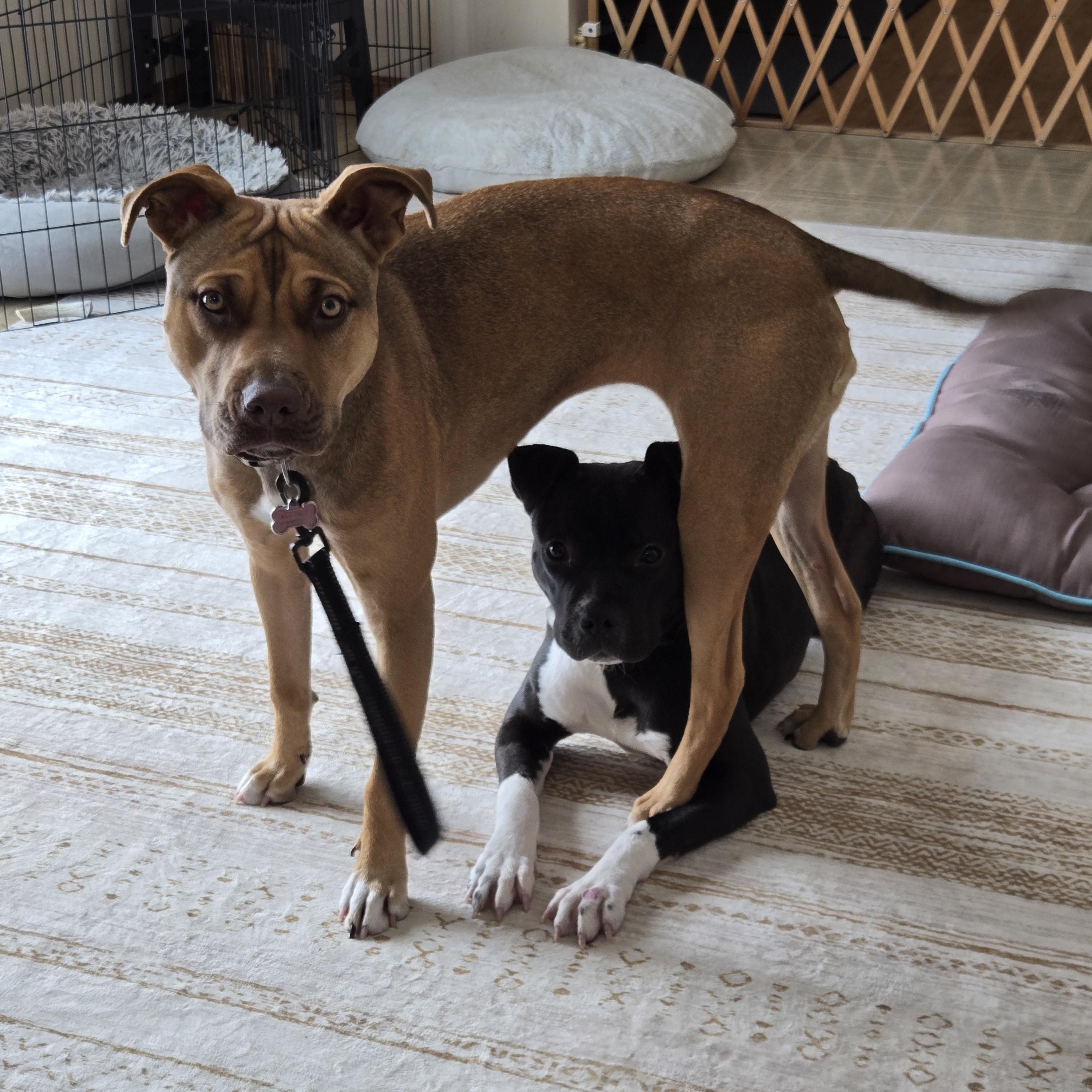 Enlarge Yasmin (Yazzy), a Adoptable mixed breed in O Fallon, IL image 5/5