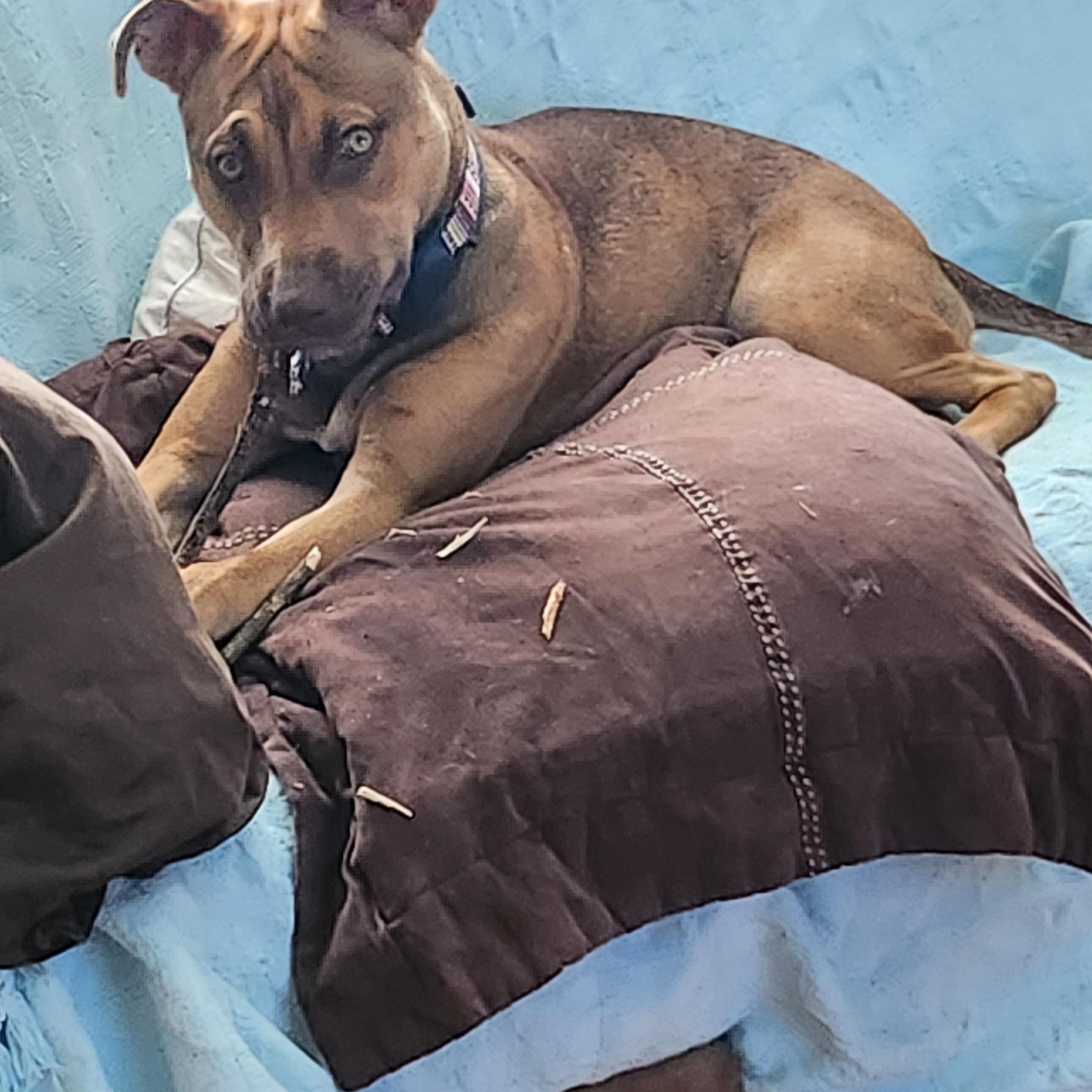 Yasmin (Yazzy), Adoptable, Young Female Pit Bull Terrier.