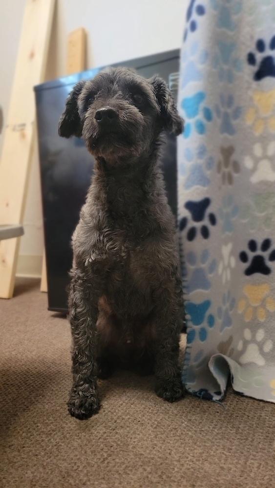 Blackie aka Lucky, a Adopted Poodle in Cortez, CO image 1/6