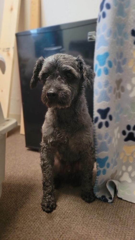 Blackie aka Lucky, a Adopted Poodle in Cortez, CO image 2/6