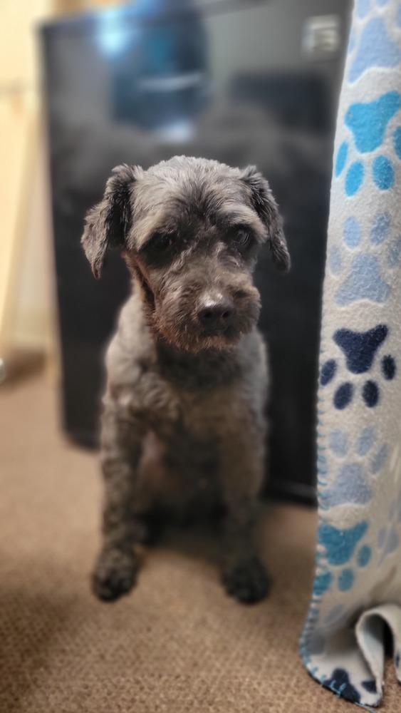 Blackie aka Lucky, a Adopted Poodle in Cortez, CO image 3/6