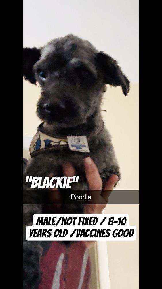 Blackie aka Lucky, a Adopted Poodle in Cortez, CO image 4/6