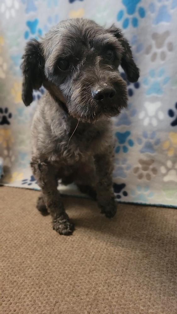 Blackie aka Lucky, a Adopted Poodle in Cortez, CO image 5/6