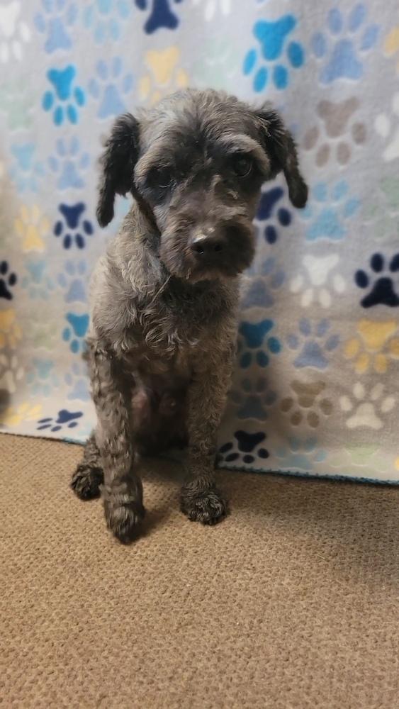 Blackie aka Lucky, a Adopted Poodle in Cortez, CO image 6/6