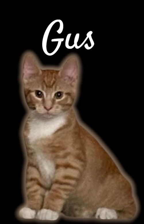 Enlarge Gus, a ADOPTABLE Domestic Short Hair in Auburn, CA image 1/1