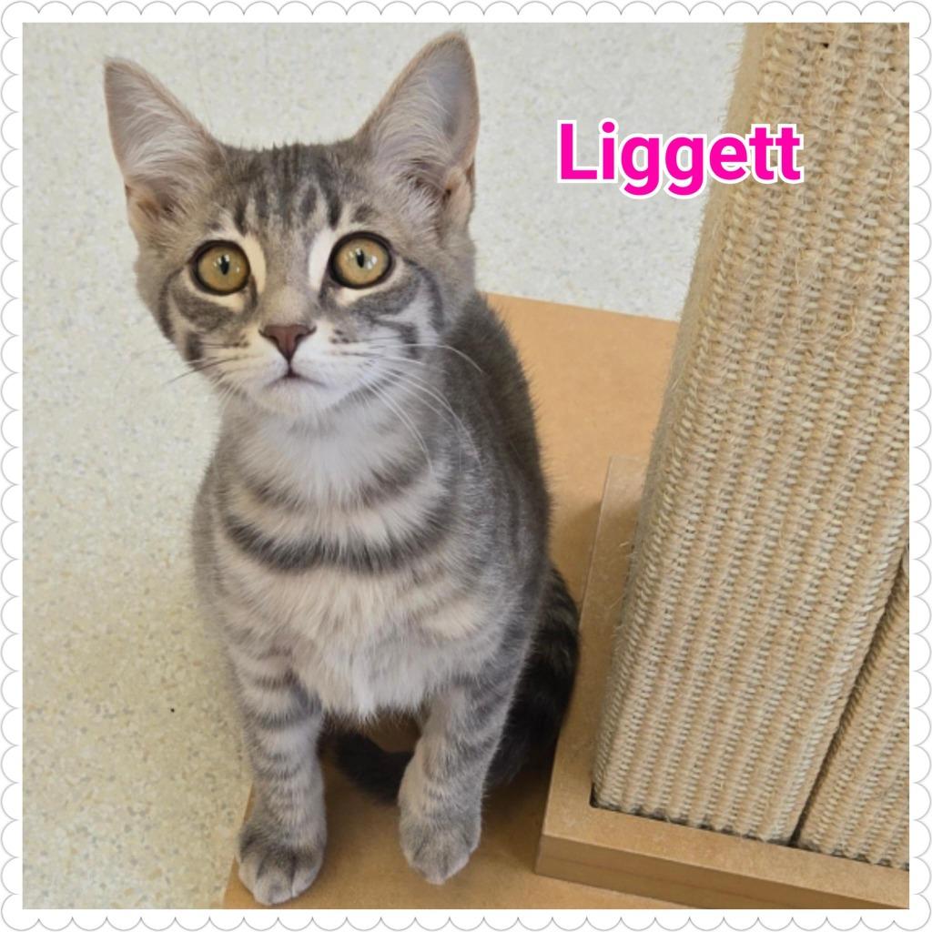 Enlarge Liggett, a Adoptable mixed breed in North Saint Paul, MN image 1/4