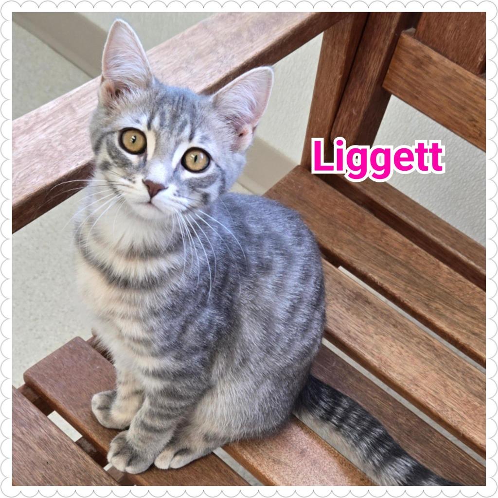 Enlarge Liggett, a Adoptable mixed breed in North Saint Paul, MN image 2/4