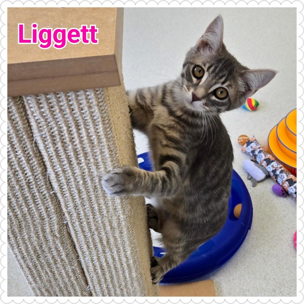 Enlarge Liggett, a Adoptable mixed breed in North Saint Paul, MN image 3/4