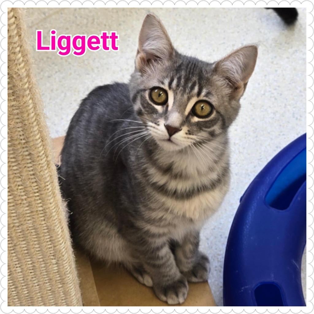 Enlarge Liggett, a Adoptable mixed breed in North Saint Paul, MN image 4/4