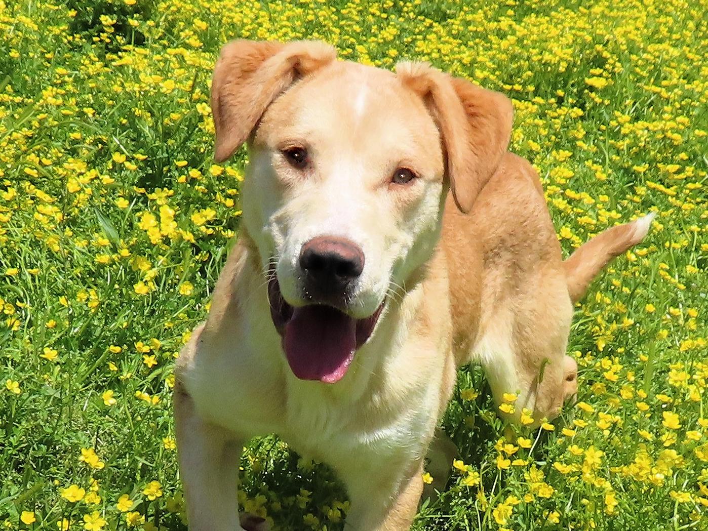 Chandler 7141, Young Male Yellow Labrador Retriever