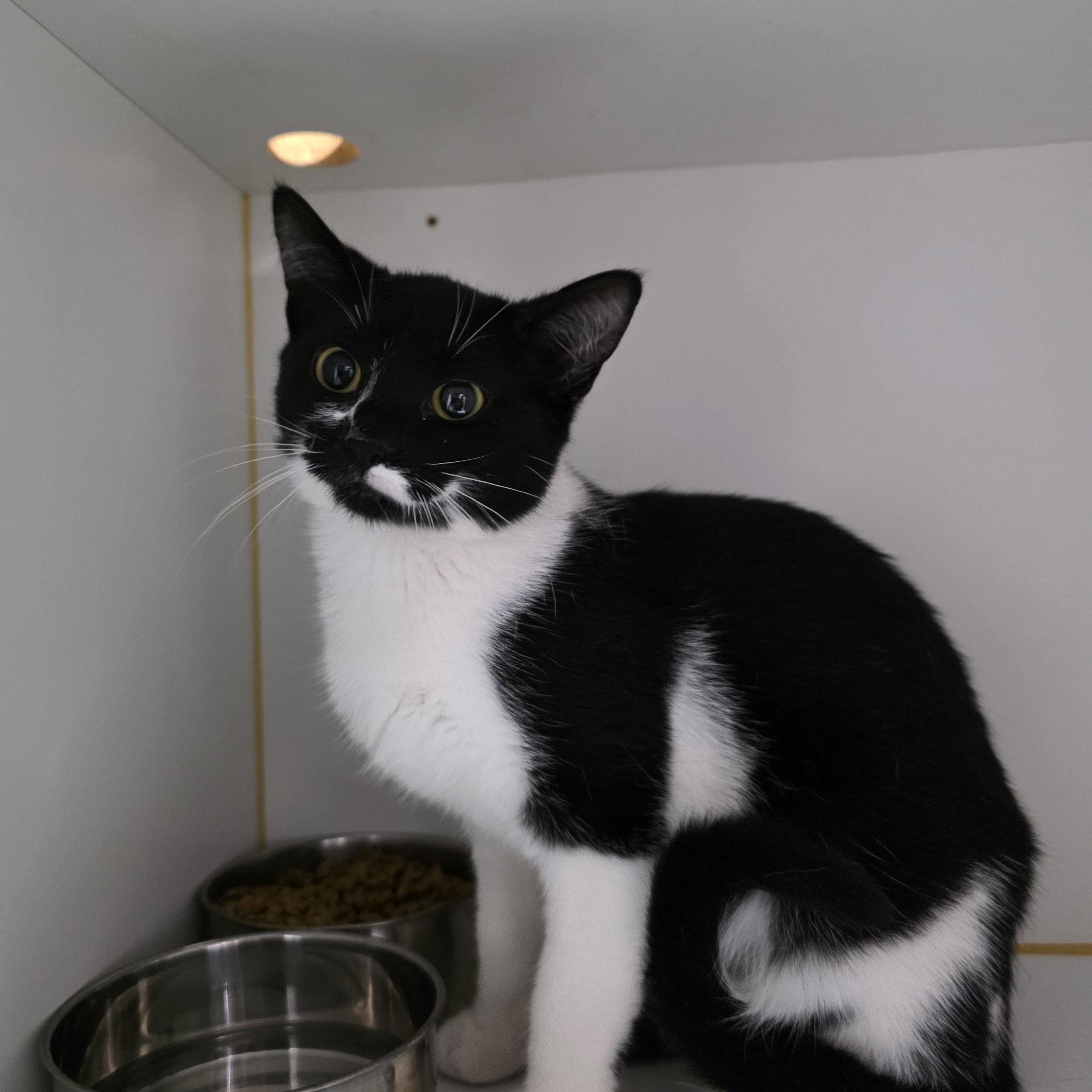 Raylen, Adoptable, Kitten Female Domestic Short Hair & Tuxedo.