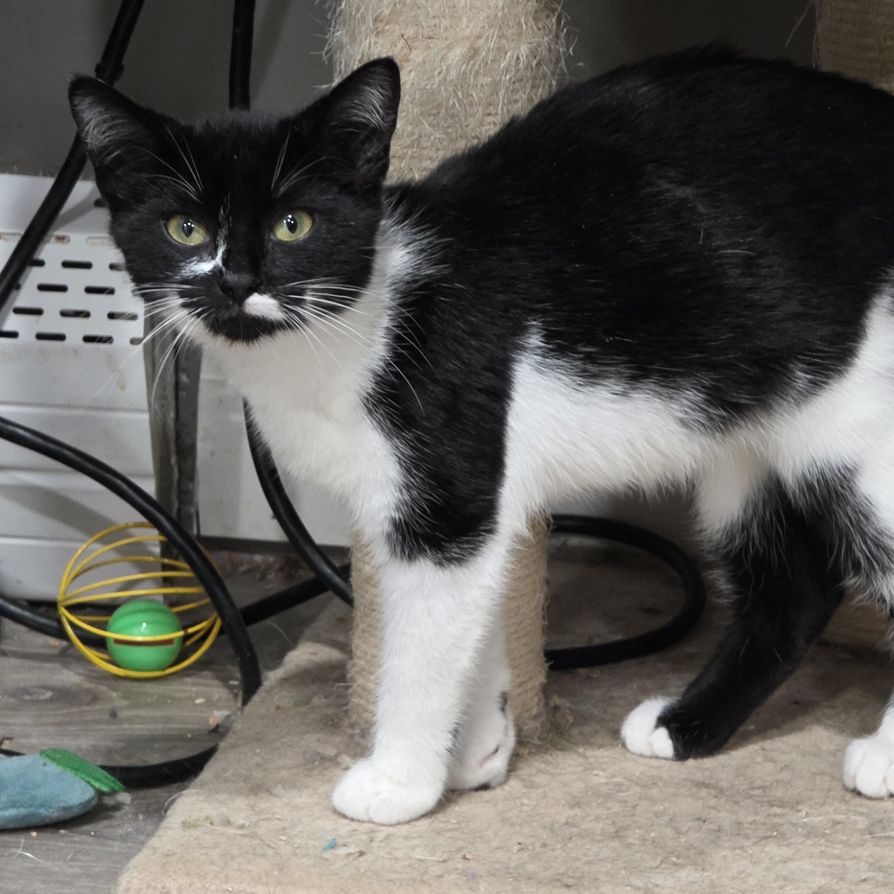 Enlarge Raylen, an adopted mixed breed in Mastic beach, NY image 4/6