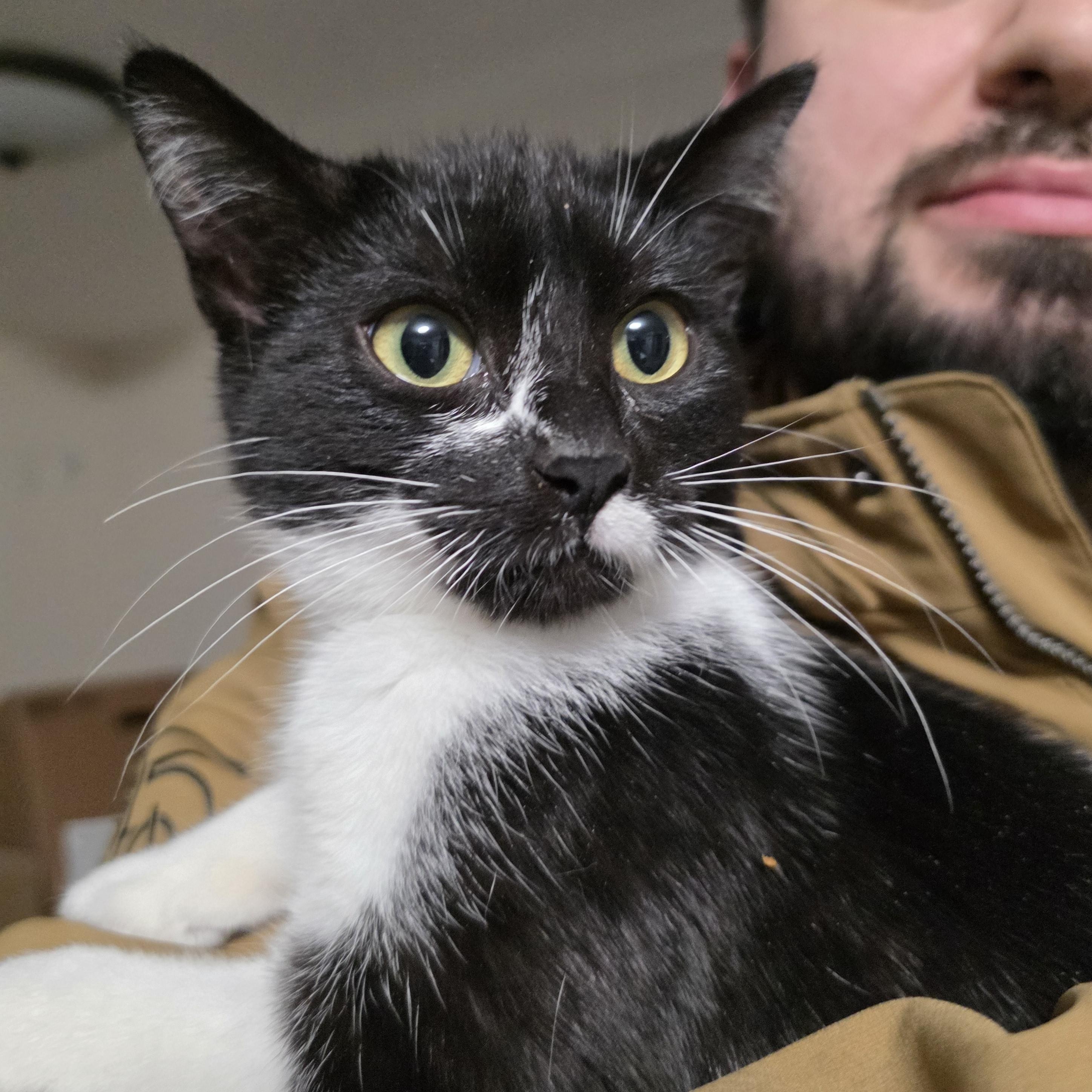 Enlarge Raylen, an adopted mixed breed in Mastic beach, NY image 2/6