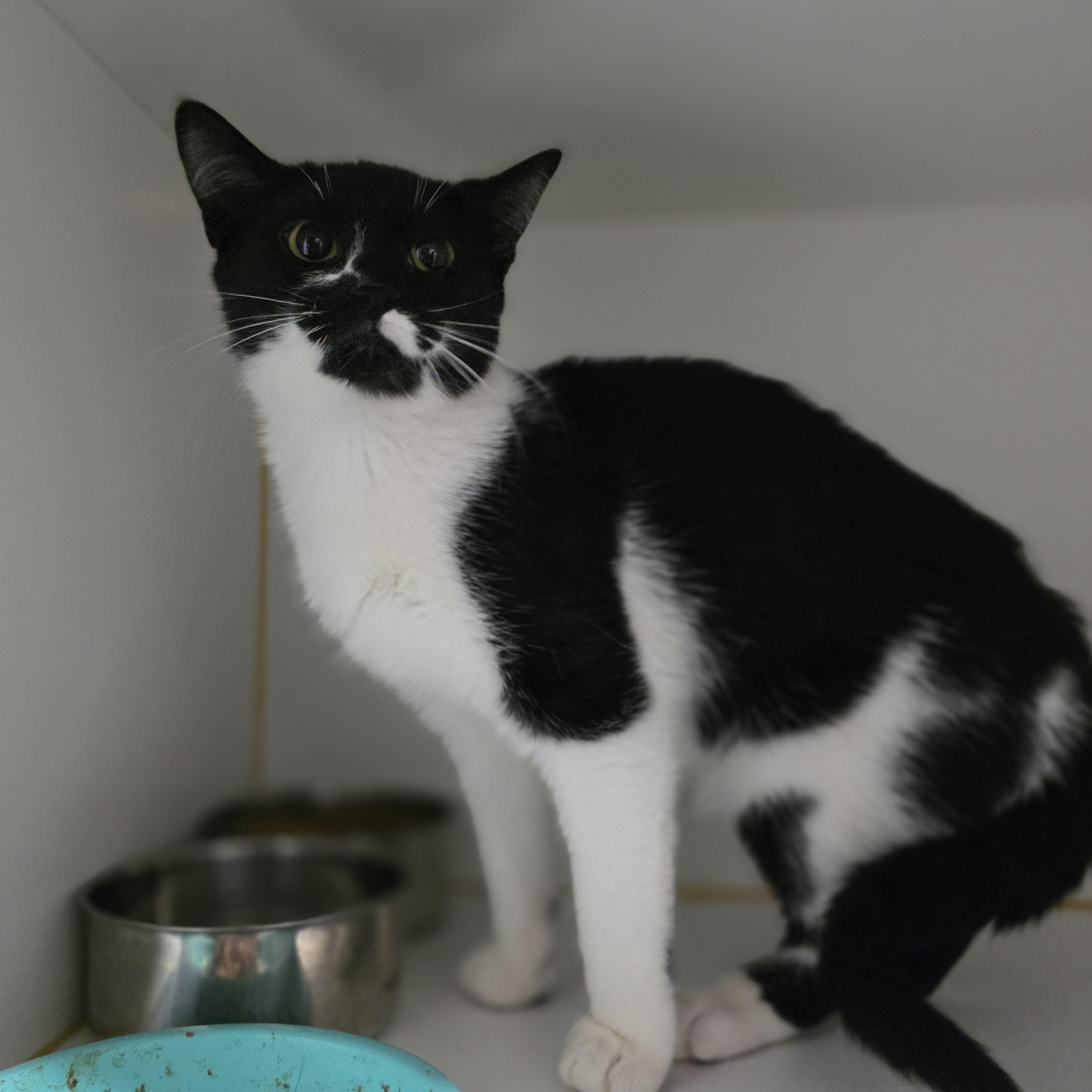 Enlarge Raylen, an adopted mixed breed in Mastic beach, NY image 6/6