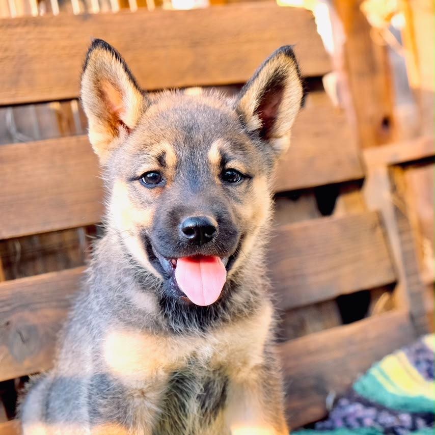 Juliet, Adoptable, Puppy Female Siberian Husky.