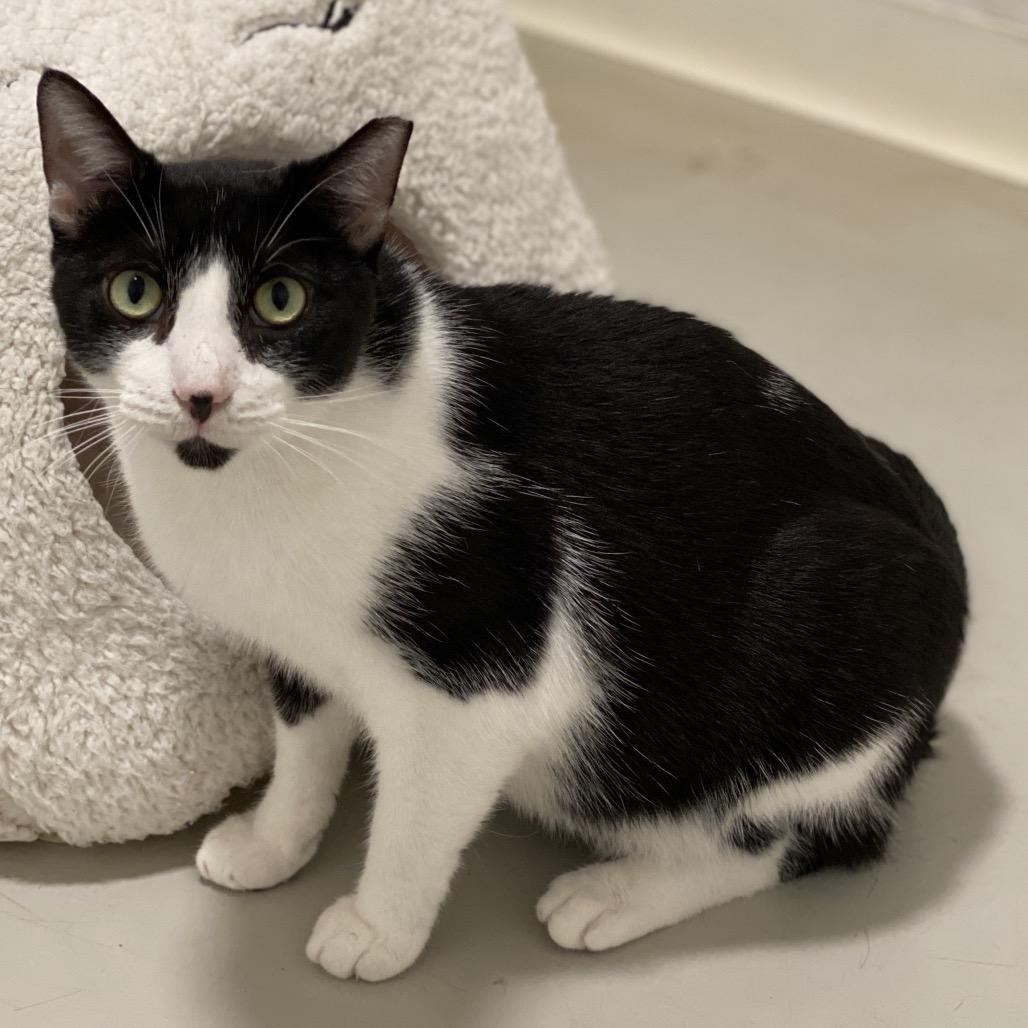Enlarge Panda - Costa Mesa Location, a Adoptable Domestic Short Hair in Chino Hills, CA image 1/6