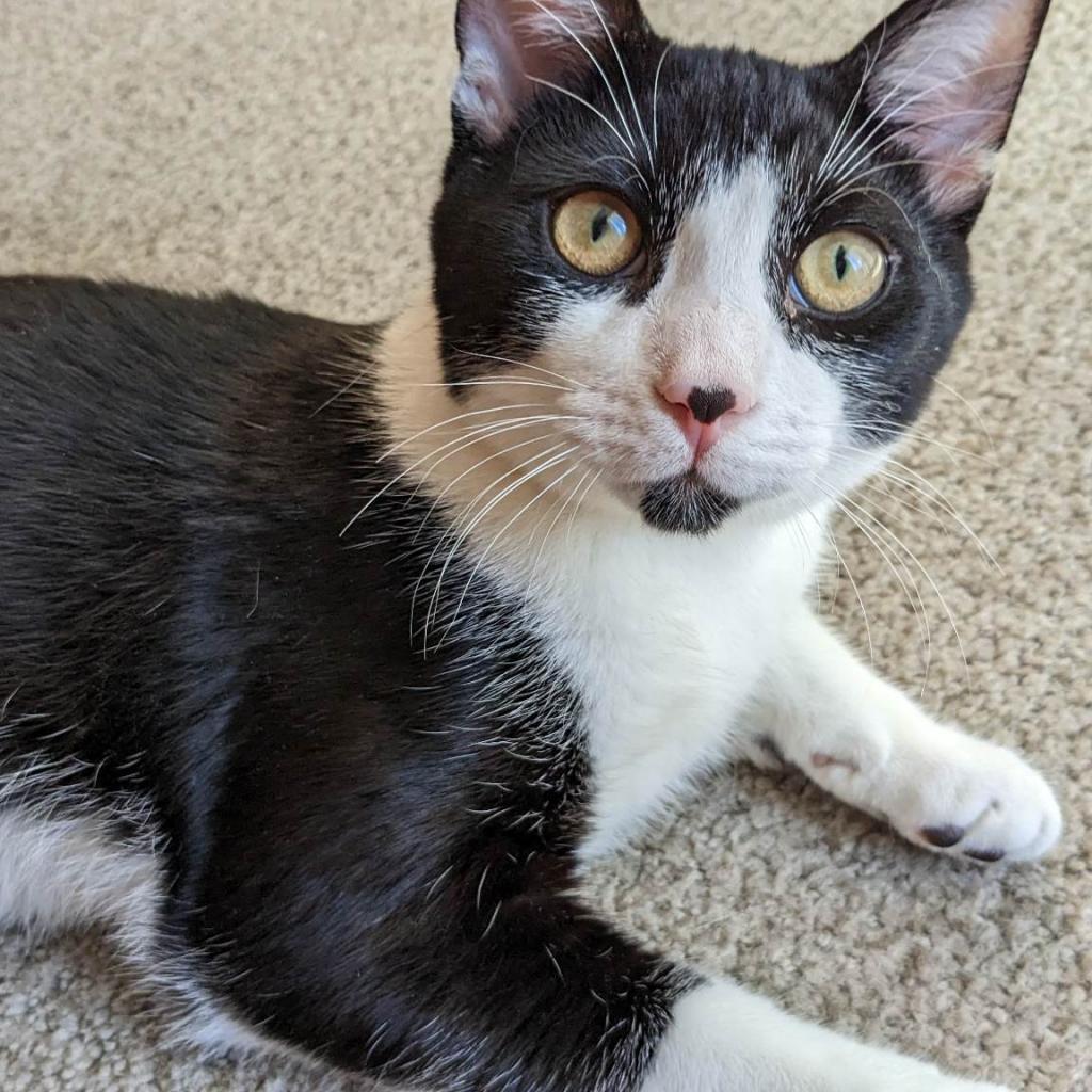 Panda - Costa Mesa Location, a Adoptable Domestic Short Hair in Chino Hills, CA image 3/6