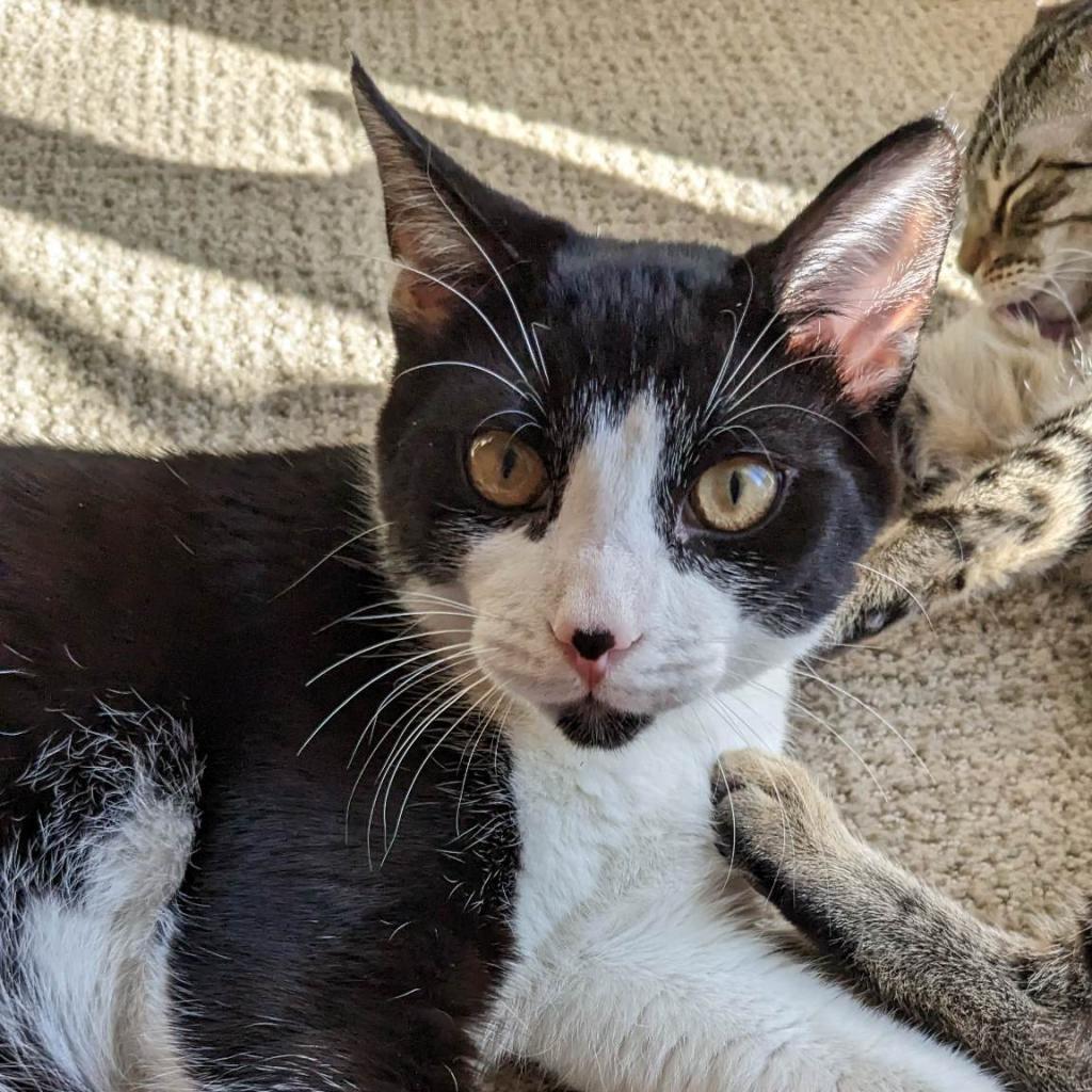 Panda - Costa Mesa Location, a Adoptable Domestic Short Hair in Chino Hills, CA image 4/6