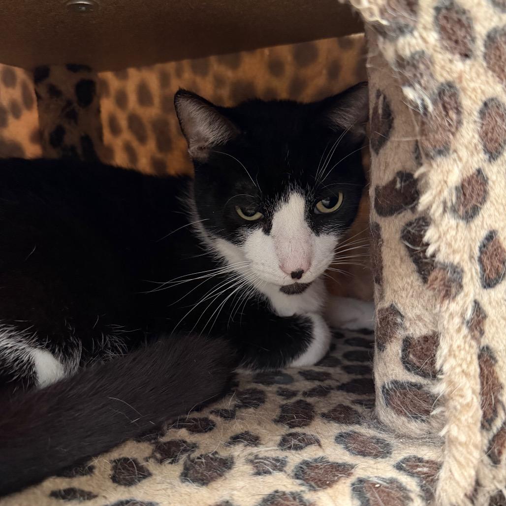 Panda - Costa Mesa Location, a Adoptable Domestic Short Hair in Chino Hills, CA image 5/6