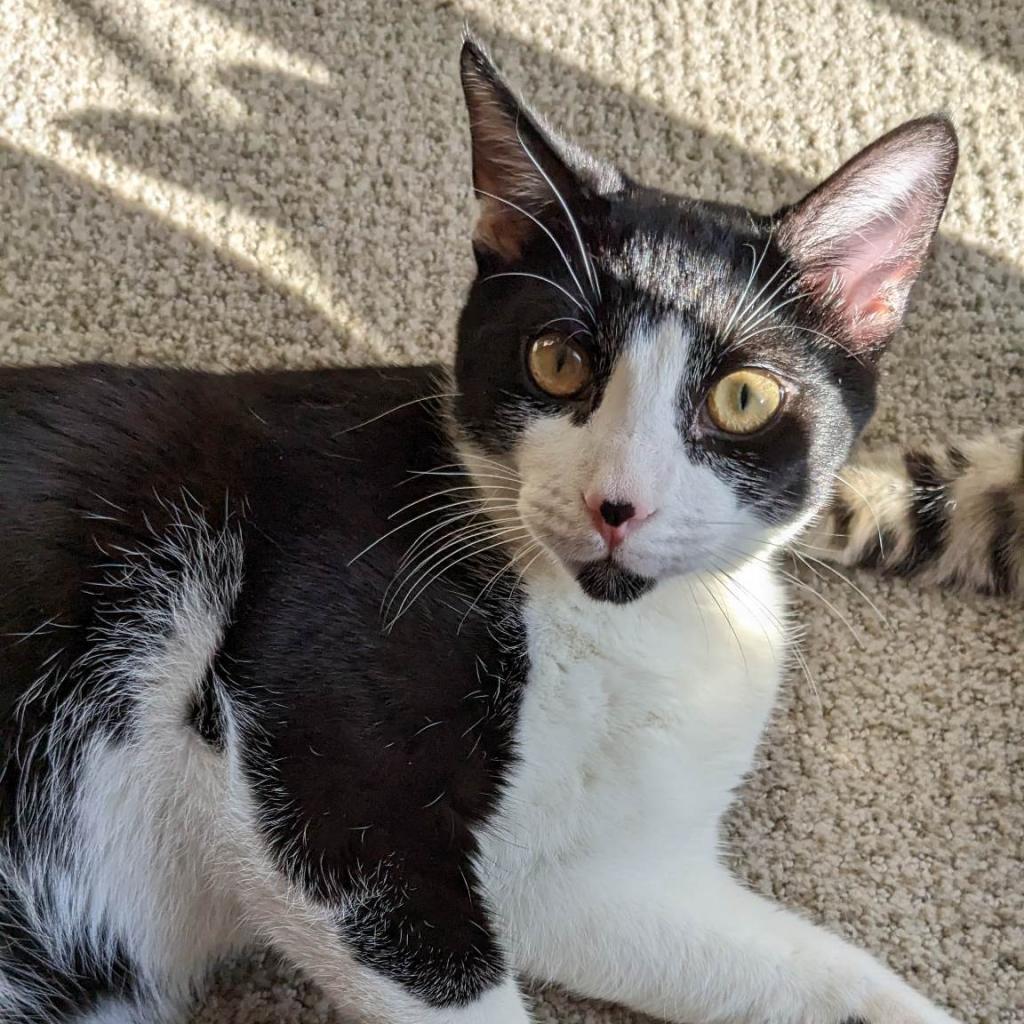 Panda - Costa Mesa Location, a Adoptable Domestic Short Hair in Chino Hills, CA image 6/6