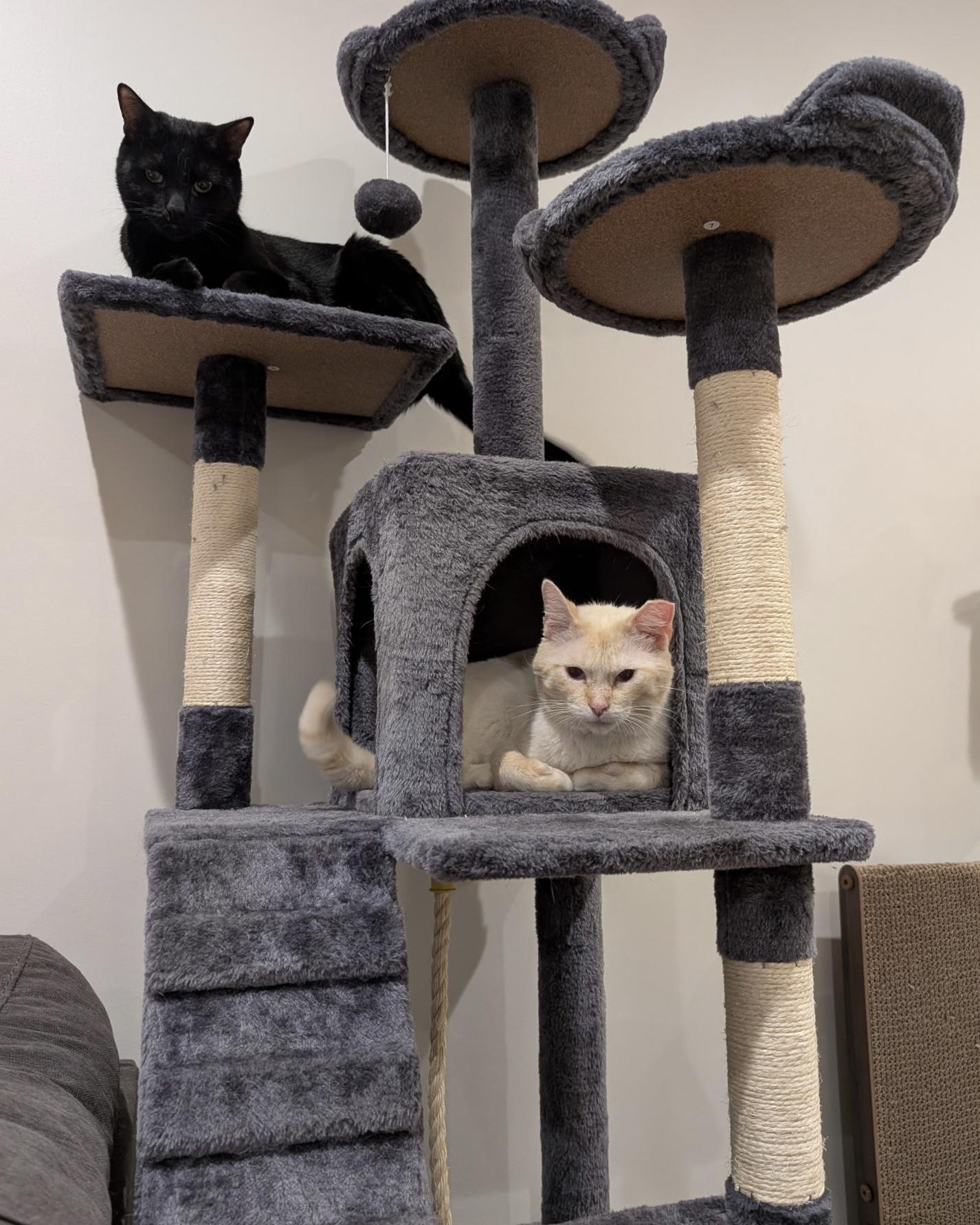 Enlarge Damon, a ADOPTABLE Siamese in Evanston, IL image 6/6