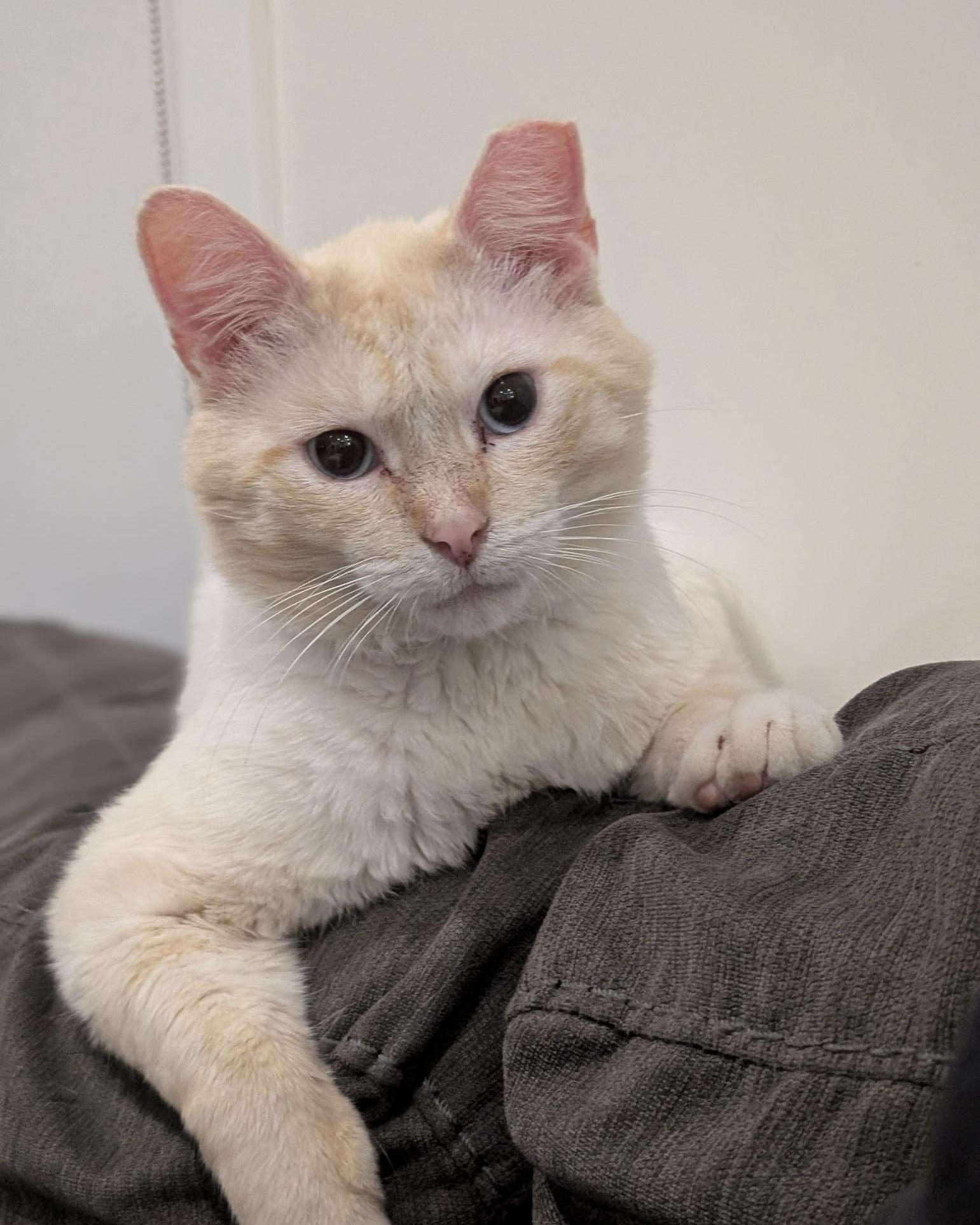 Enlarge Damon, a ADOPTABLE Siamese in Evanston, IL image 4/6