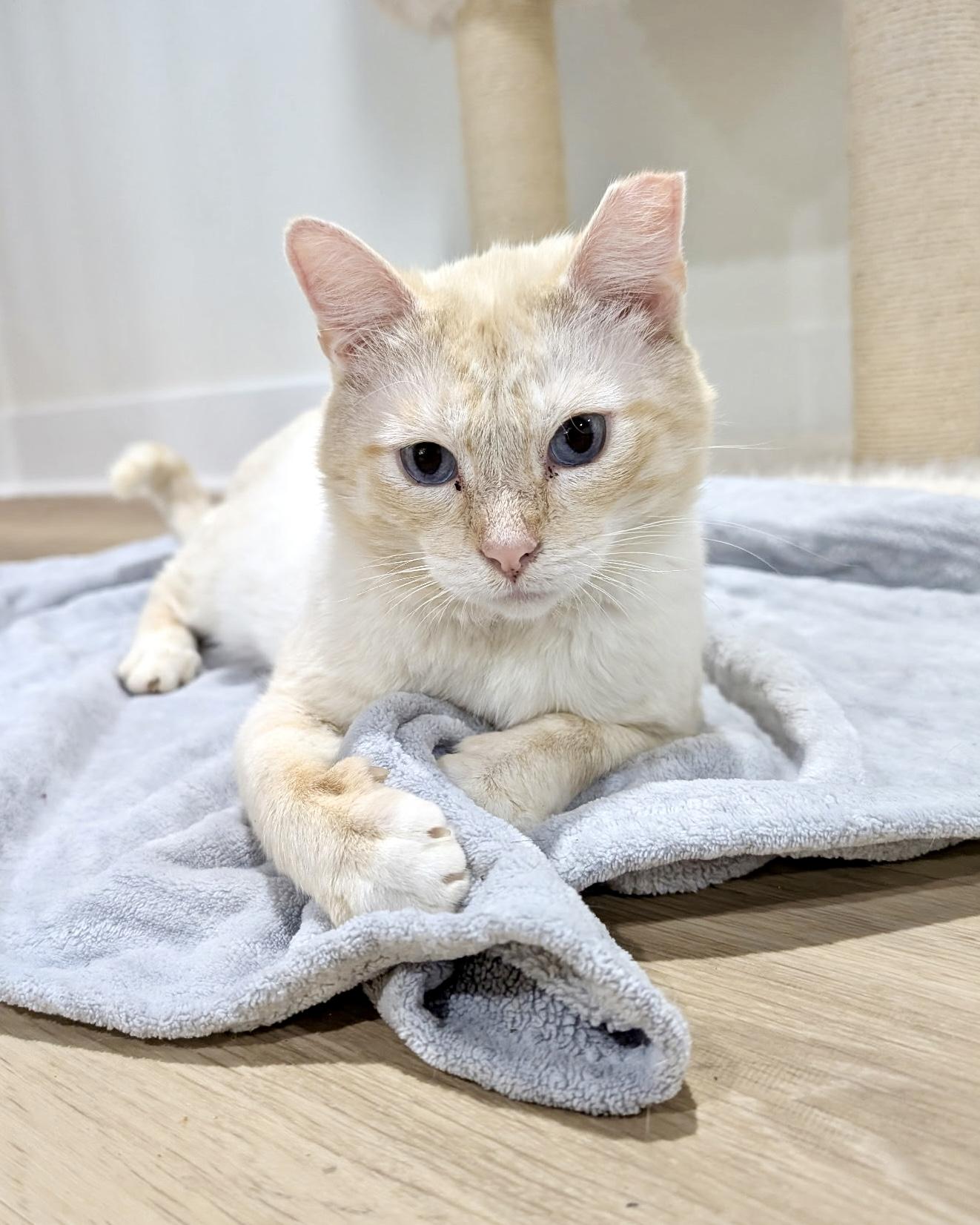 Enlarge Damon, a ADOPTABLE Siamese in Evanston, IL image 1/6