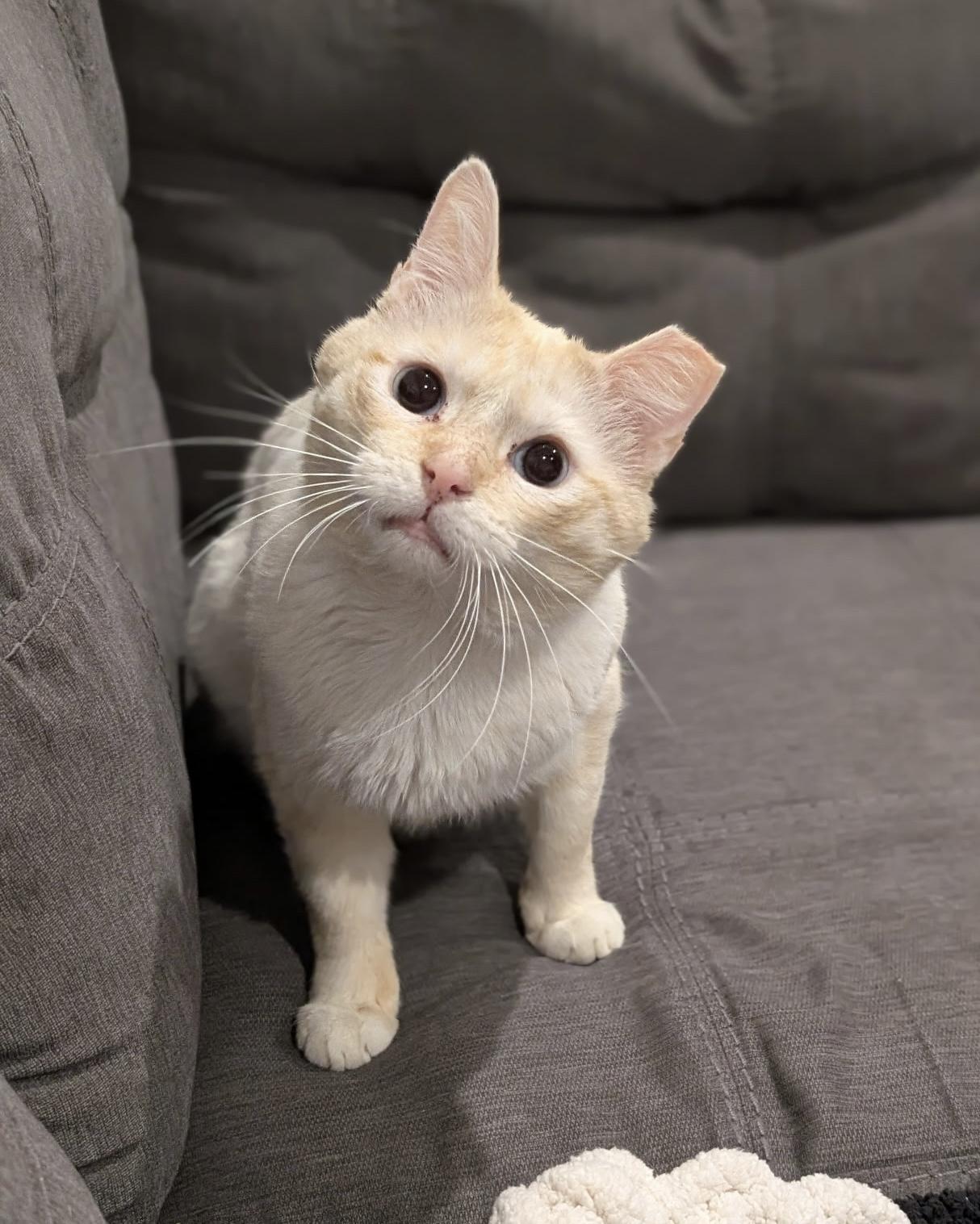 Enlarge Damon, a ADOPTABLE Siamese in Evanston, IL image 3/6