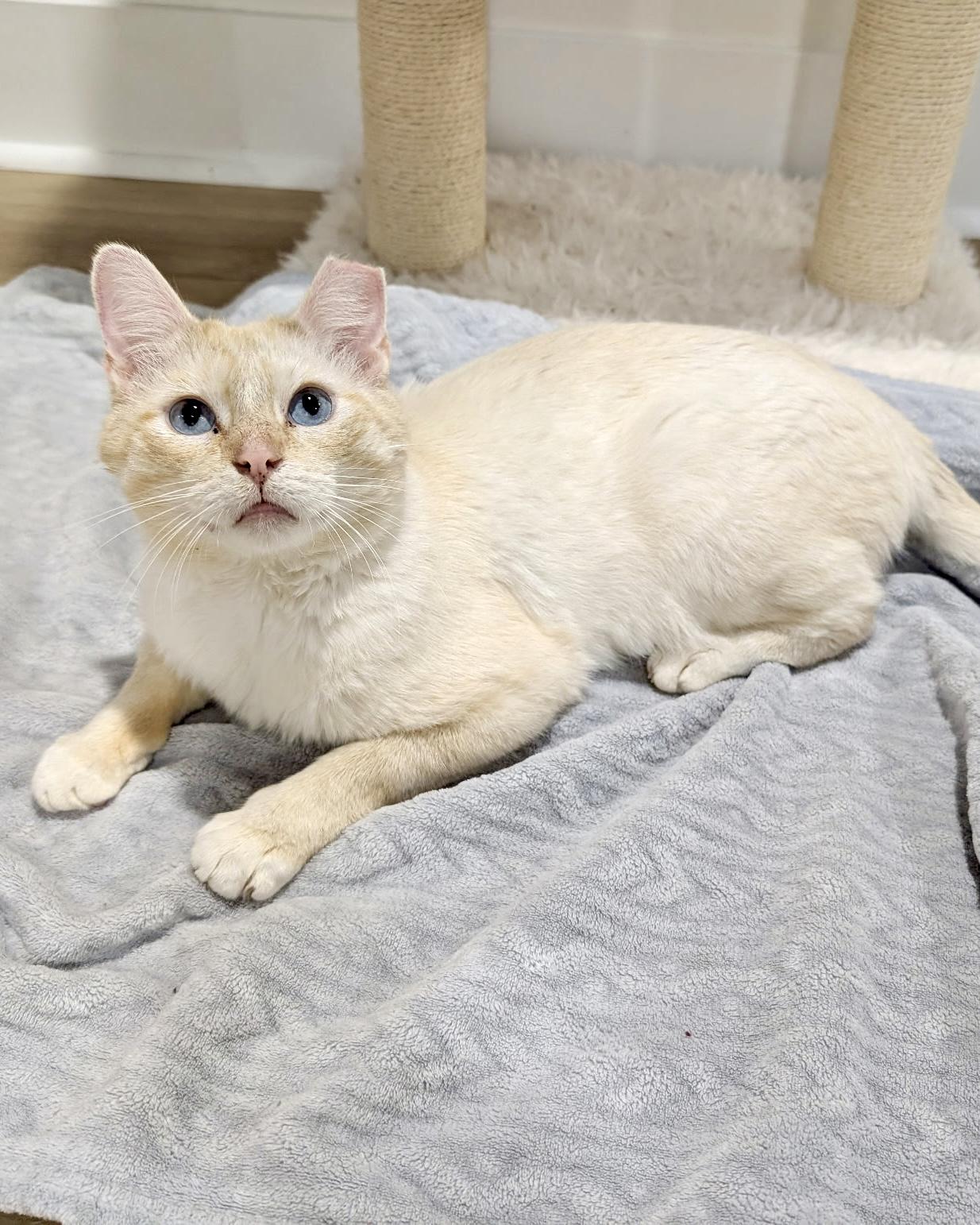 Enlarge Damon, a ADOPTABLE Siamese in Evanston, IL image 5/6