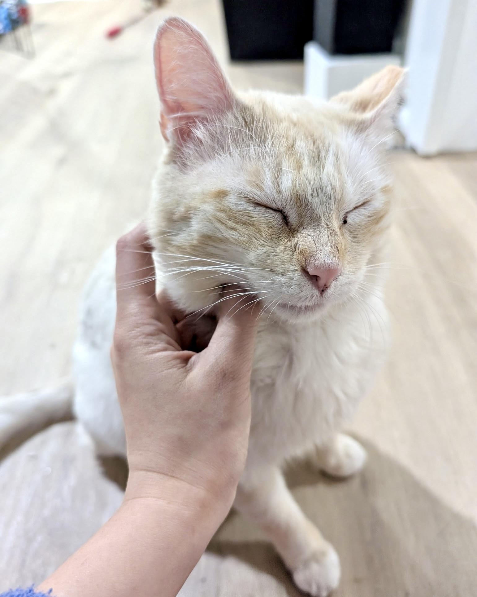 Enlarge Damon, a ADOPTABLE Siamese in Evanston, IL image 2/6