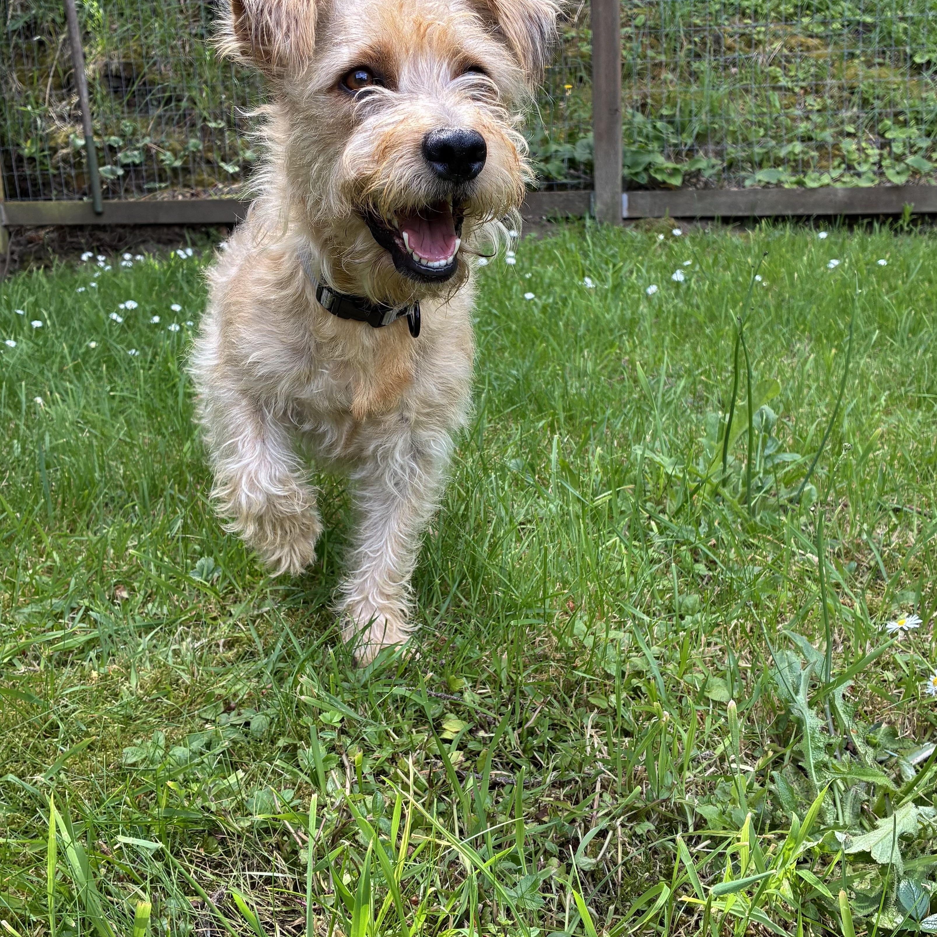 Tyson, adopted, Adult Male Golden Retriever & Miniature Schnauzer.