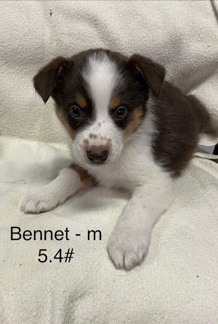 Bennet, Adoptable, Puppy Male Australian Shepherd.
