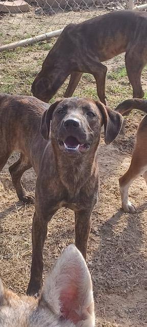 Iris — thumbnail 4