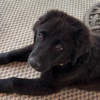 Enlarge Dru, a Adoptable mixed breed in Oswego, IL image 1/3